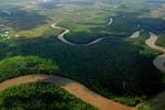 Un site d&eacute;di&eacute; &agrave; la flore de la for&ecirc;t amazonienne
