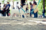Dog Dating : une rencontre qui a du chien !