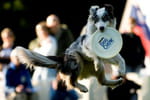 Dog Chow Disc Cup : les chiens font le spectacle !