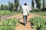 L'agriculture pr&eacute;-hispanique a la cote &agrave; Mexico
