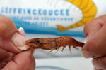 Le d&eacute;corticage de crevettes a son championnat du monde