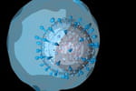 D&eacute;couverte d'un nouveau virus semblable au Sras