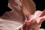 "Miroir v&eacute;g&eacute;tal" : les fleurs ont un langage