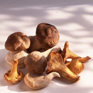 25 recettes avec des champignons