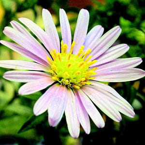 l'aster coréen peut être planté sur tout type de terrain.