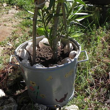 un pot de fleur inattendu