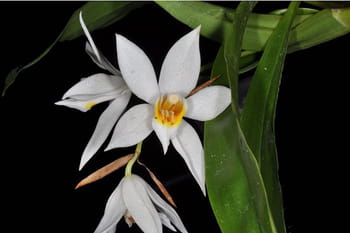 Les Coelogynes