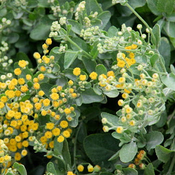 Les l&eacute;gumes oubli&eacute;s du potager