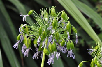 Vos plus belles photos de fleurs