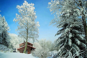 Vos v&eacute;g&eacute;taux dans la lumi&egrave;re de l'hiver