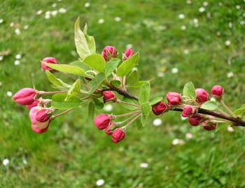 Le calendrier du jardinier du mois de mars