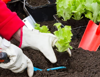 Le calendrier du jardinier du mois d'avril