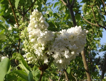 Le calendrier du jardinier du mois de mai