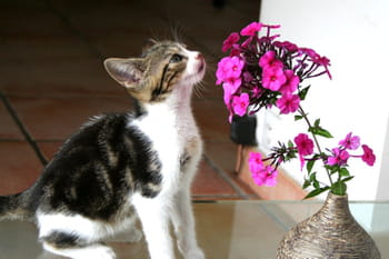 Chatons insolites