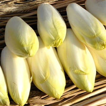 40 recettes aux endives