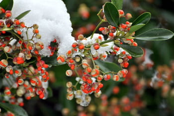 Le calendrier du jardinier du mois de f&eacute;vrier