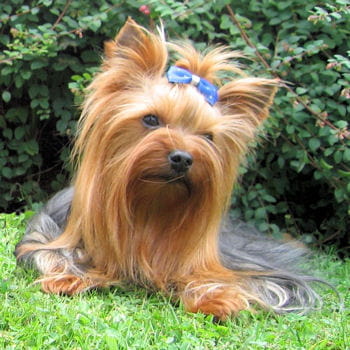 40 races de petits chiens