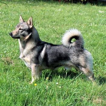 swedish valhund