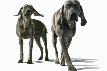 Portraits de chiens