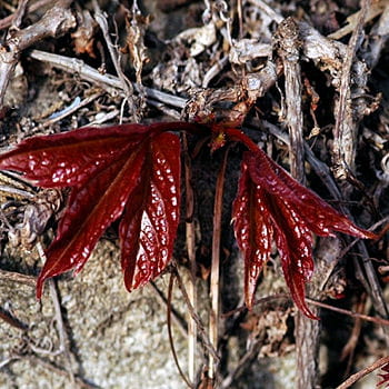 vigne vierge.