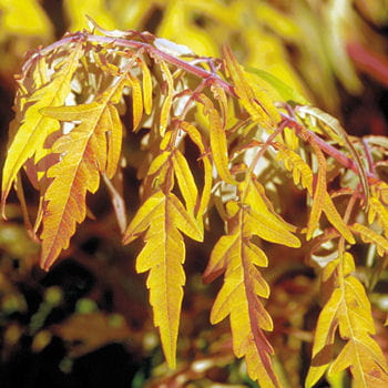 sumac 'tiger eyes'.