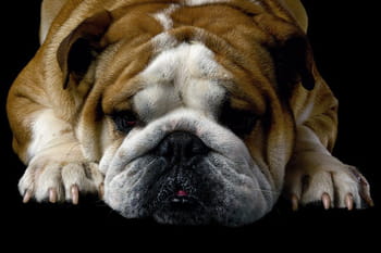 Chiens : leurs plus belles mimiques