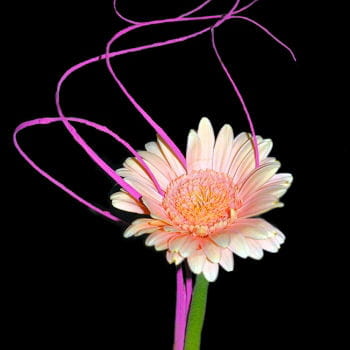 le gerbera est utile pour lutter contre les polluants de la cigarette. 