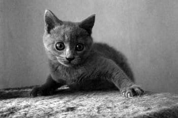 Les chats entrent dans la lumi&egrave;re