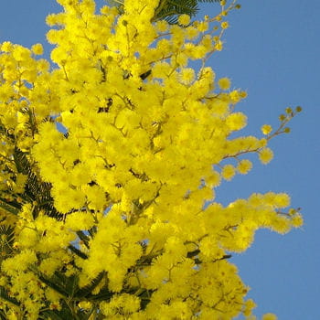 mimosa.