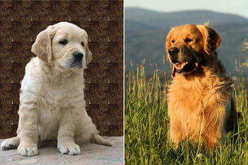 La m&eacute;tamorphose des chiots de race