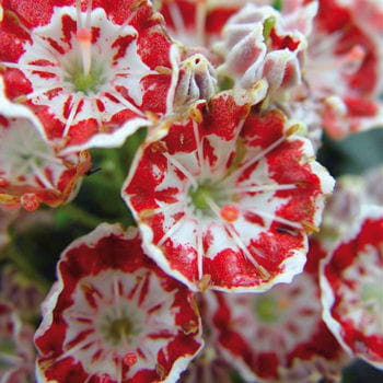 le kalmia latifolia 'minuet'