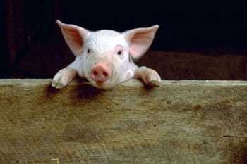 Les animaux de la ferme