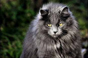 Pachas