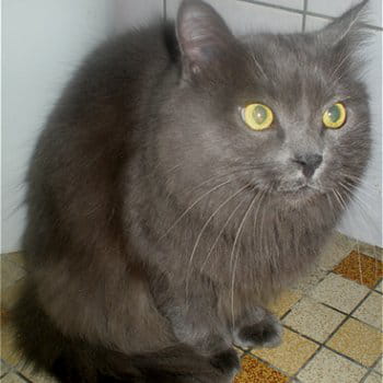 pinceau, 5 ans, île-de-france (cutrelles)