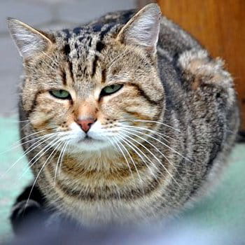 peluche 3 ans bourgogne (saint-eloi)