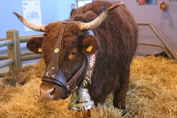 Les stars du Salon de l'Agriculture 2010