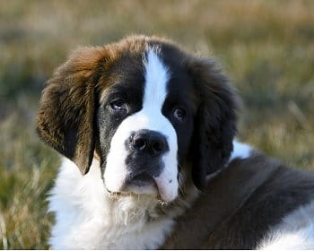 Le Saint-Bernard : De grands chiens comme on les aime Le Saint-Bernard : De grands chiens comme on les aime
