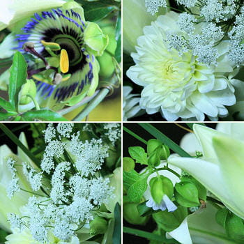 des bulbes à fleurs et quelques plantes sauvages.