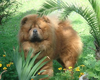 De grands chiens comme on les aime