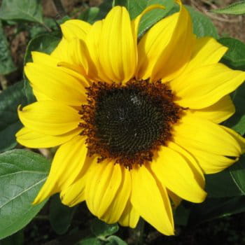 un tournesol
