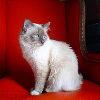 Races de chats