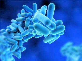 Le monde invisible des microbes