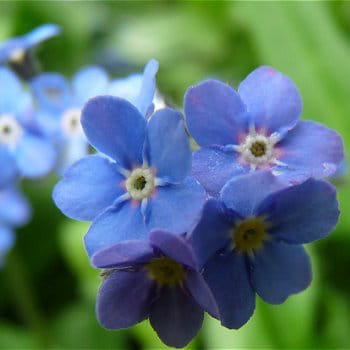 Ces fleurs aux noms d'animaux