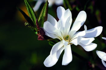 Magnolia, l'arbre fleur venu du nouveau monde