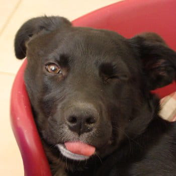 Les plus belles gaffes de vos animaux