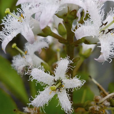 ményanthe