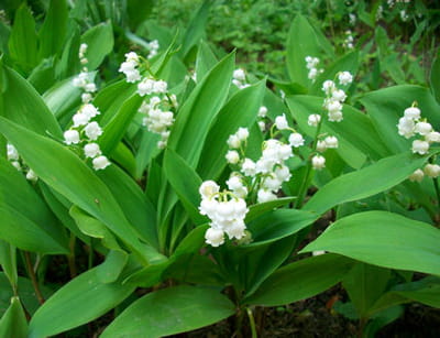 replantez les plants de muguets enracins,  l'ombre, ds qu'ils ont dfleuri