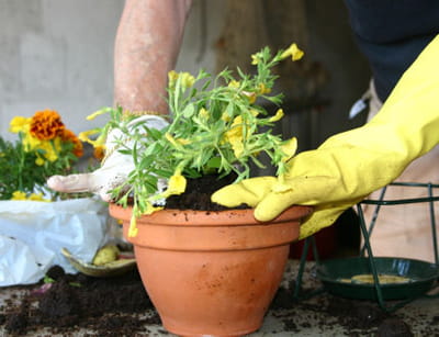 rempotez vos plantes, en leur fournissant du terreau et les lments ncessaires