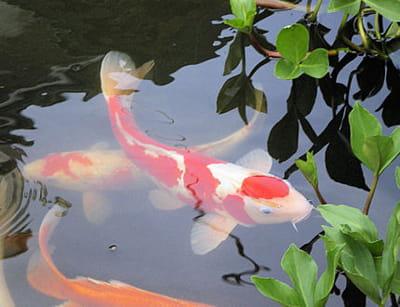 les poissons rouges sont en pleine saison des amours et les ko commencent 