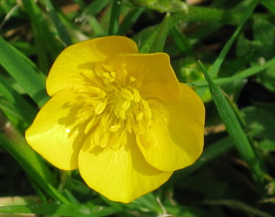 le bouton d'or